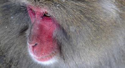 澳大利亚vs阿根廷